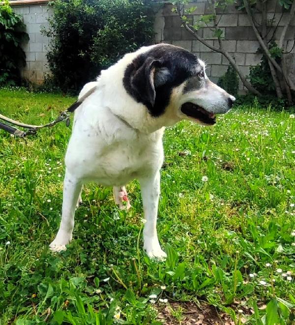 VALERIO DOLCE DIVERSAMENTE CUCCIOLO Foto 6